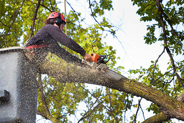 Professional Tree Services in Plaquemine, LA