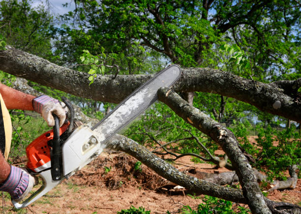 How Our Tree Care Process Works  in  Plaquemine, LA